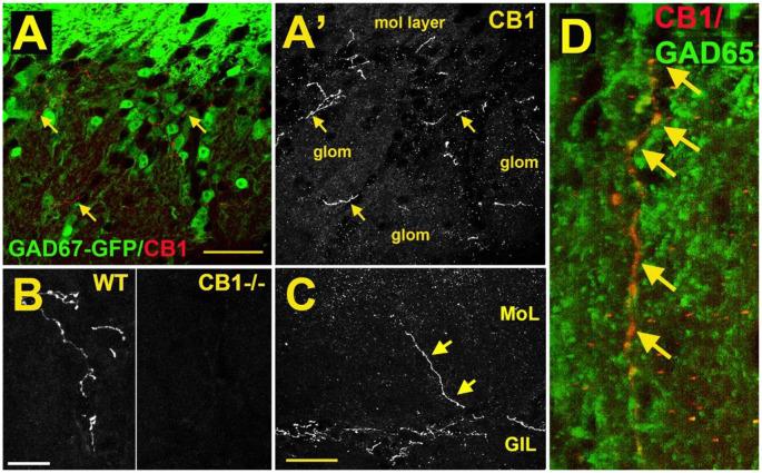 https://cdn.ncbi.nlm.nih.gov/pmc/blobs/9060/8294086/b36bd96dc5ae/fncir-15-662349-g0003.jpg