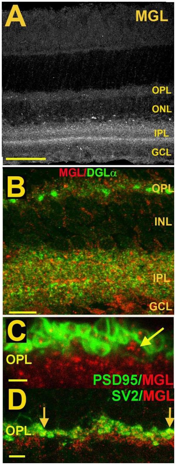 https://cdn.ncbi.nlm.nih.gov/pmc/blobs/9060/8294086/c9f5759247f8/fncir-15-662349-g0007.jpg