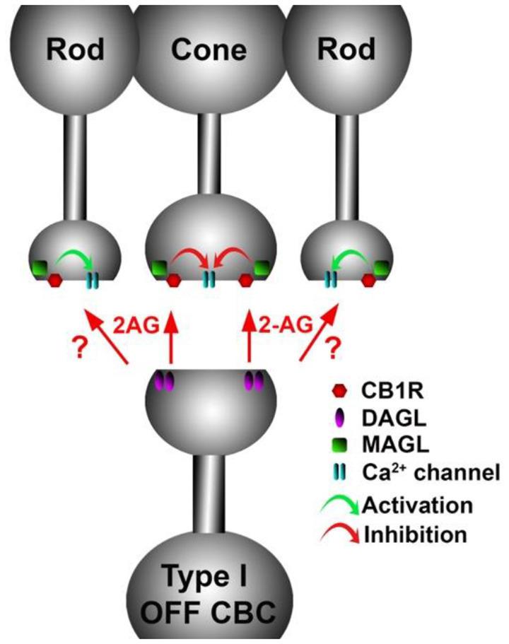 https://cdn.ncbi.nlm.nih.gov/pmc/blobs/9060/8294086/cf31509e3f80/fncir-15-662349-g0009.jpg