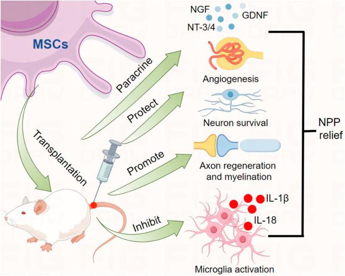 https://cdn.ncbi.nlm.nih.gov/pmc/blobs/9063/11885280/a0b48b9fbb2e/fcell-13-1536566-g001.jpg