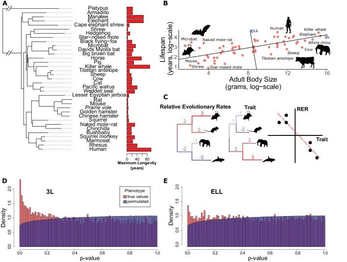 https://cdn.ncbi.nlm.nih.gov/pmc/blobs/9063/7012612/f85f4df9180c/elife-51089-fig1.jpg