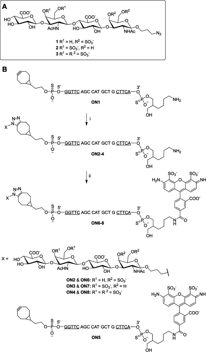https://cdn.ncbi.nlm.nih.gov/pmc/blobs/9066/11907394/41f9b736c7e2/CBIC-26-e202400908-g007.jpg