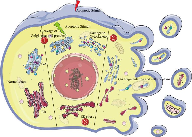 https://cdn.ncbi.nlm.nih.gov/pmc/blobs/9069/7493689/0e03e1bd2851/fcell-08-00830-g001.jpg