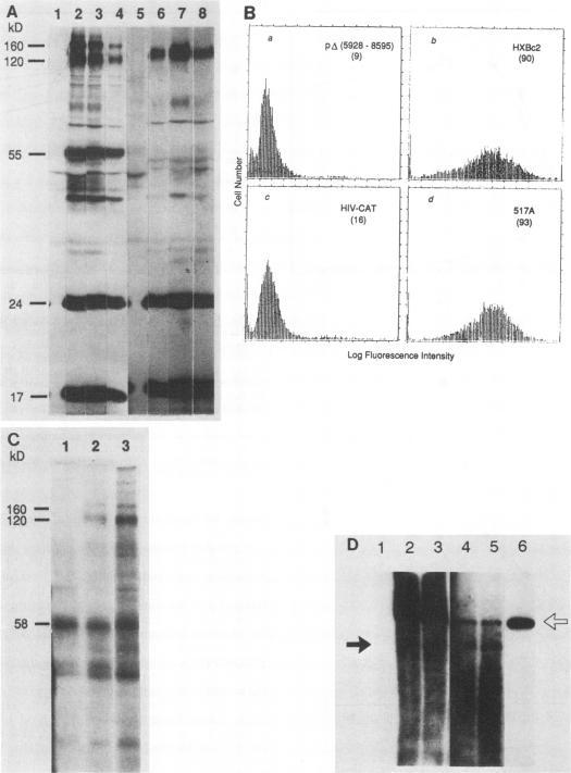 https://cdn.ncbi.nlm.nih.gov/pmc/blobs/906a/240515/54a3e6c52fd9/jvirol00044-0306-a.jpg