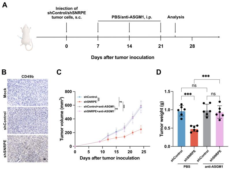 https://cdn.ncbi.nlm.nih.gov/pmc/blobs/9070/12080576/4e6ce70d2db6/ijmsv22p2419g005.jpg