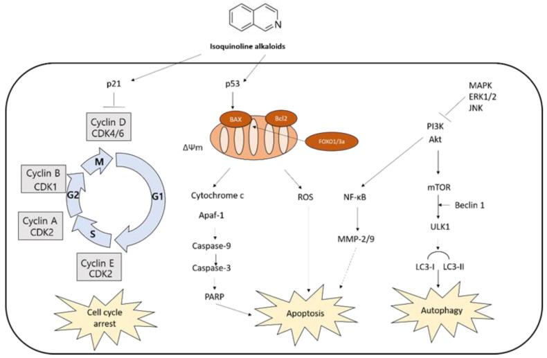 https://cdn.ncbi.nlm.nih.gov/pmc/blobs/9072/7915290/669b6f234f44/ijms-22-01653-g003.jpg