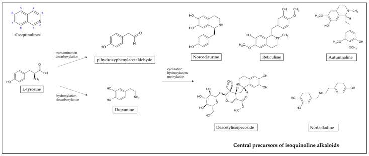 https://cdn.ncbi.nlm.nih.gov/pmc/blobs/9072/7915290/af0b3684ed65/ijms-22-01653-g001.jpg