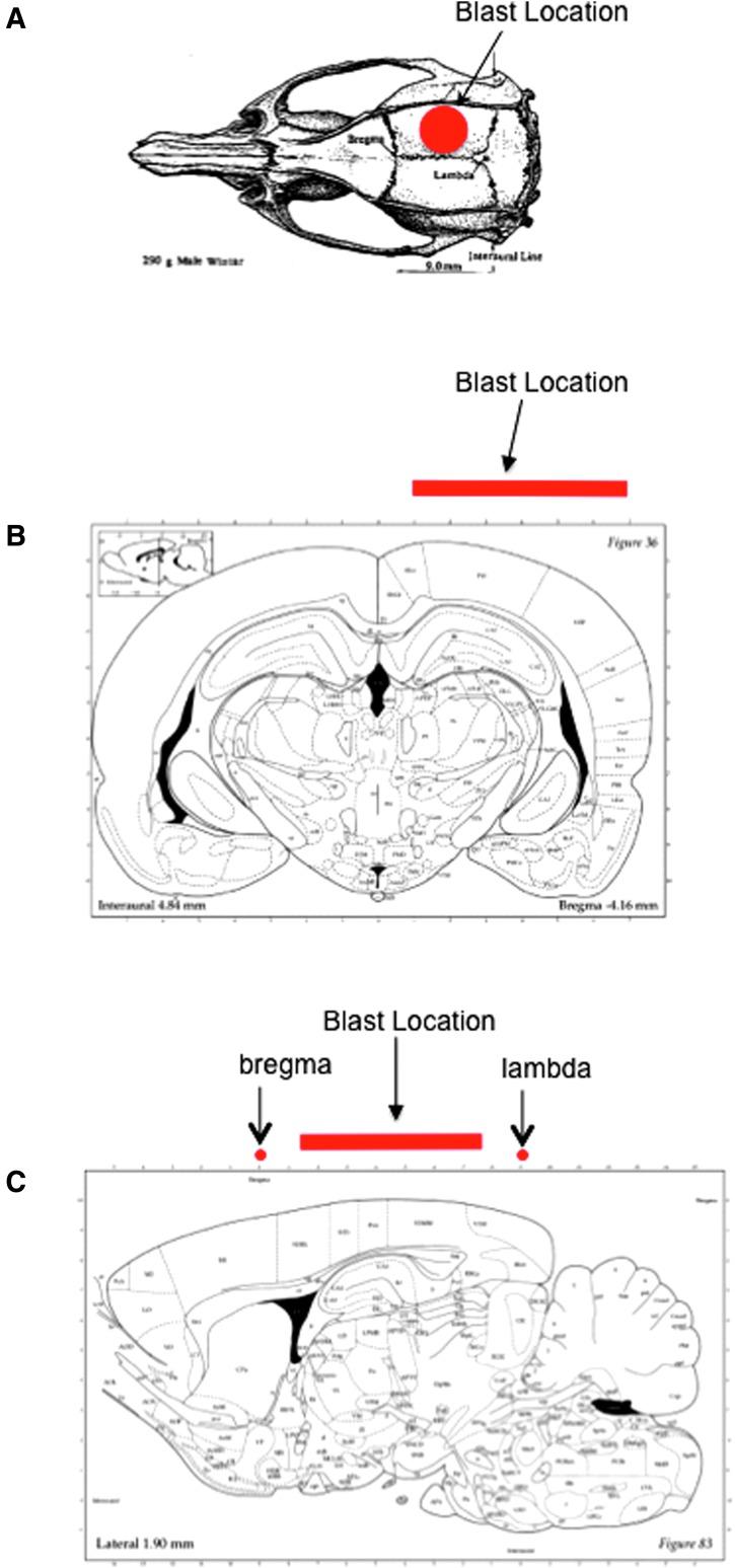 https://cdn.ncbi.nlm.nih.gov/pmc/blobs/9074/5998828/6180ae6dad91/fig-2.jpg