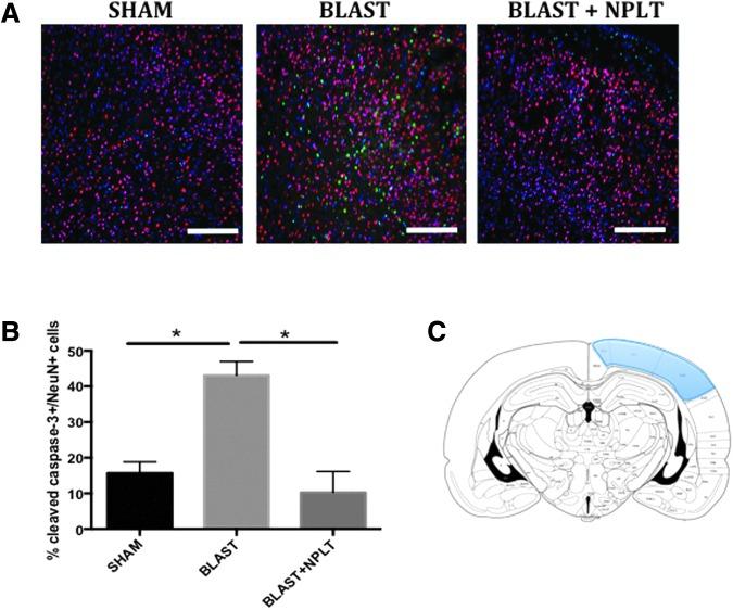 https://cdn.ncbi.nlm.nih.gov/pmc/blobs/9074/5998828/91c946e44c77/fig-5.jpg