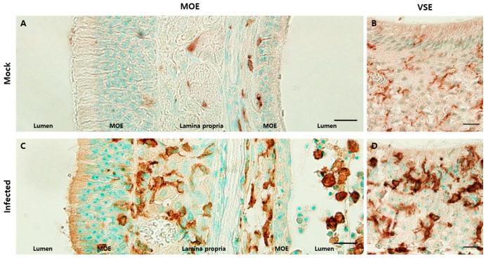 https://cdn.ncbi.nlm.nih.gov/pmc/blobs/9074/8402700/163aebbb7e11/viruses-13-01653-g006.jpg