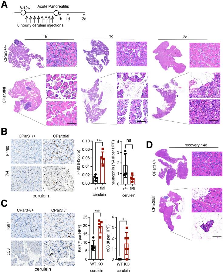 https://cdn.ncbi.nlm.nih.gov/pmc/blobs/9078/11437875/1174f637d4ae/gr3.jpg