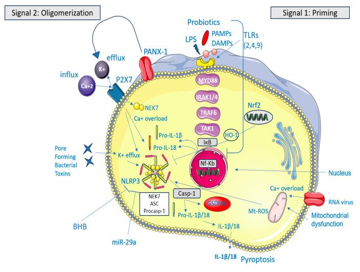 https://cdn.ncbi.nlm.nih.gov/pmc/blobs/9078/11767632/19ca532757ed/microorganisms-13-00171-g001.jpg