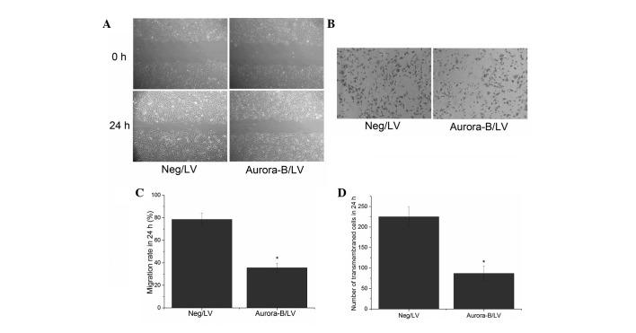 https://cdn.ncbi.nlm.nih.gov/pmc/blobs/9079/4186632/873823f381c9/OL-08-05-2063-g02.jpg