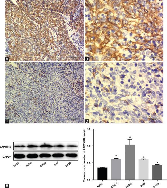 https://cdn.ncbi.nlm.nih.gov/pmc/blobs/9079/8112566/70886330d8f7/BJBMS-21-305-g002.jpg