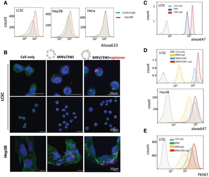 https://cdn.ncbi.nlm.nih.gov/pmc/blobs/907b/6996342/5fa25a3279a9/HEP4-4-298-g003.jpg