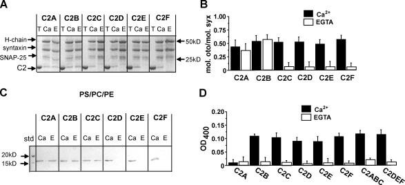 https://cdn.ncbi.nlm.nih.gov/pmc/blobs/907d/2953437/27e3b6459527/JCB_201002089_GS_Fig4.jpg