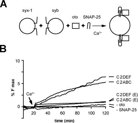 https://cdn.ncbi.nlm.nih.gov/pmc/blobs/907d/2953437/e6e9e844559b/JCB_201002089_LW_Fig6.jpg