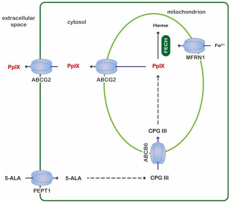https://cdn.ncbi.nlm.nih.gov/pmc/blobs/907d/9735942/753c5a0622f1/ijms-23-15370-g001.jpg