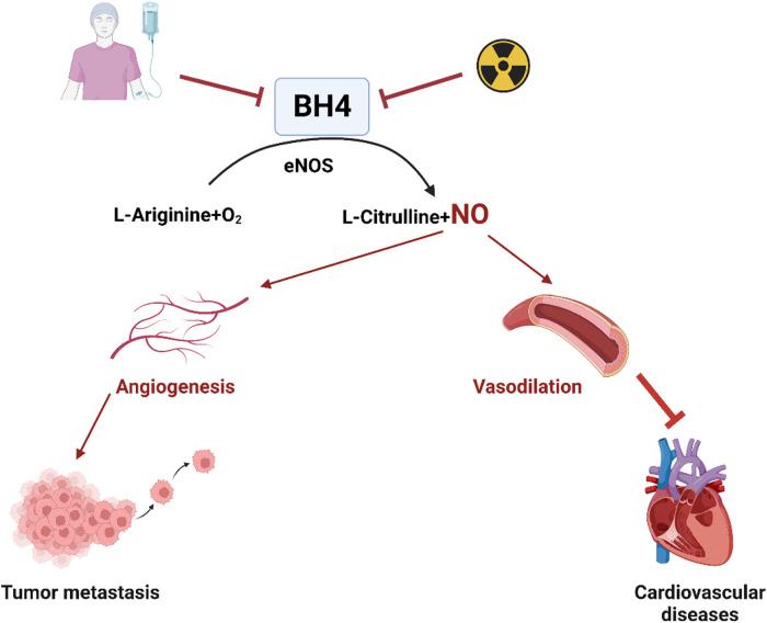 https://cdn.ncbi.nlm.nih.gov/pmc/blobs/908d/10272458/04fedccc0a99/fcvm-10-1186679-g003.jpg