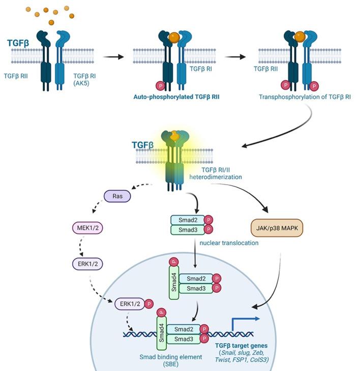 https://cdn.ncbi.nlm.nih.gov/pmc/blobs/908d/10272458/43c3f69b0392/fcvm-10-1186679-g005.jpg