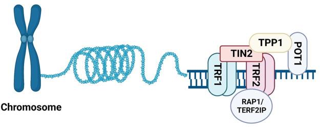 https://cdn.ncbi.nlm.nih.gov/pmc/blobs/908d/10272458/9ffb7a5e159d/fcvm-10-1186679-g002.jpg
