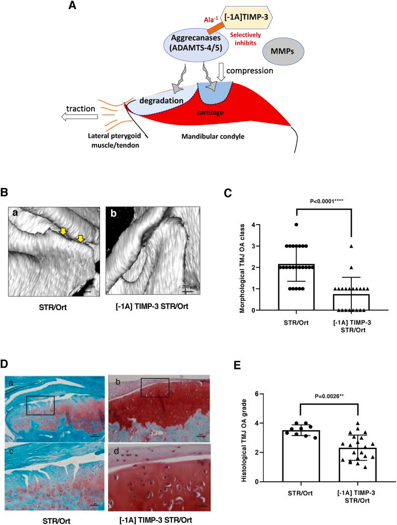 https://cdn.ncbi.nlm.nih.gov/pmc/blobs/9090/11981737/5c043941615d/gr4.jpg
