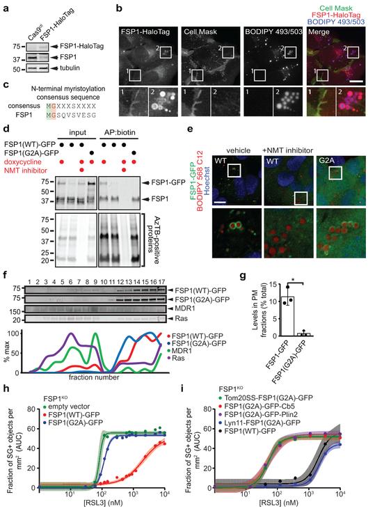 https://cdn.ncbi.nlm.nih.gov/pmc/blobs/9095/6883167/110fd7b086bb/nihms-1540825-f0002.jpg