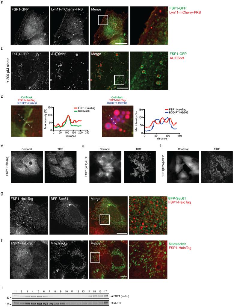 https://cdn.ncbi.nlm.nih.gov/pmc/blobs/9095/6883167/5a6520acd102/nihms-1540825-f0006.jpg