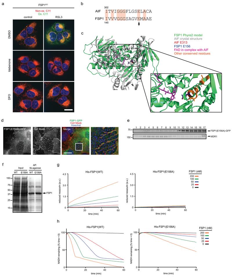 https://cdn.ncbi.nlm.nih.gov/pmc/blobs/9095/6883167/836849d1dc9c/nihms-1540825-f0011.jpg