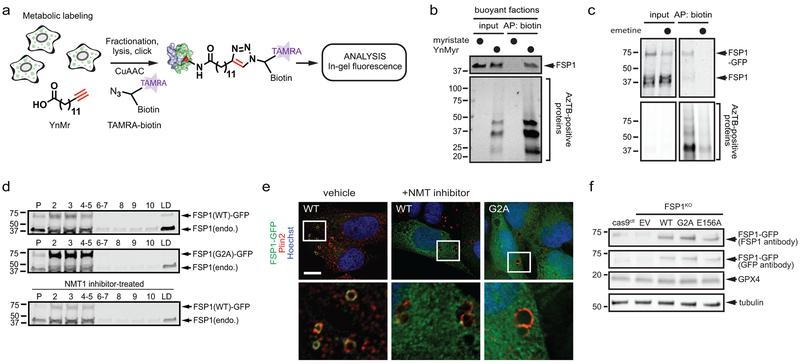 https://cdn.ncbi.nlm.nih.gov/pmc/blobs/9095/6883167/b90b2656c457/nihms-1540825-f0007.jpg