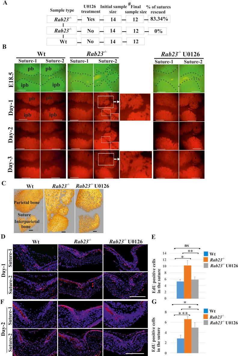 https://cdn.ncbi.nlm.nih.gov/pmc/blobs/9097/7423339/03cef53e2675/elife-55829-fig5.jpg