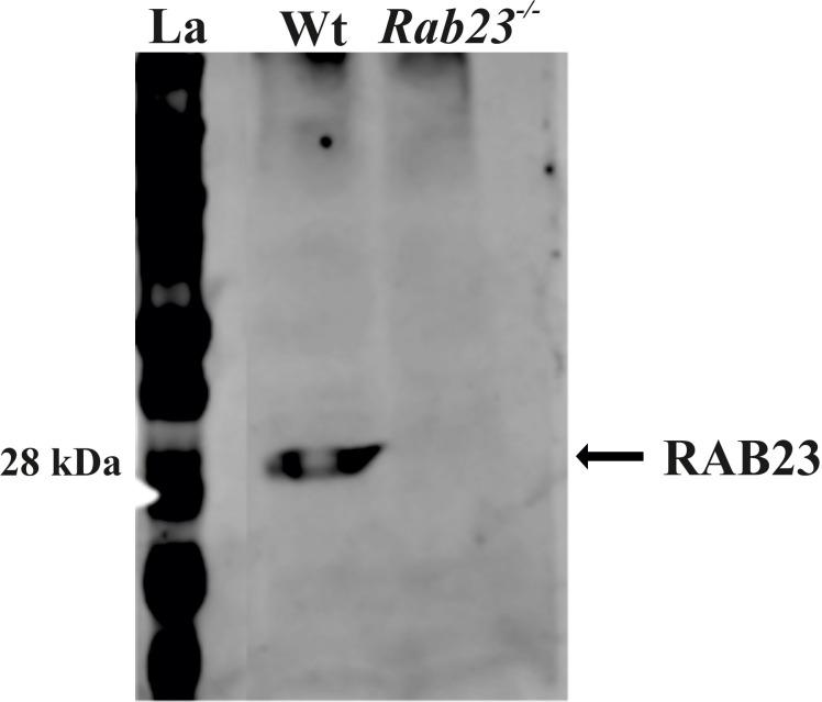 https://cdn.ncbi.nlm.nih.gov/pmc/blobs/9097/7423339/68d6571cab70/elife-55829-fig1-figsupp1.jpg