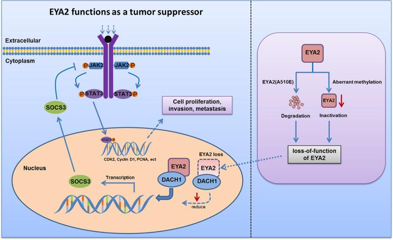 https://cdn.ncbi.nlm.nih.gov/pmc/blobs/9098/8157759/26cf4710a60e/12943_2021_1377_Fig7_HTML.jpg
