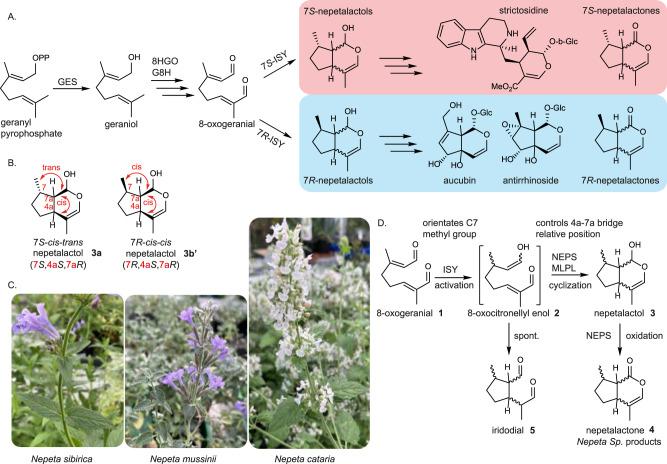 https://cdn.ncbi.nlm.nih.gov/pmc/blobs/9098/9372074/2559856f36a2/41467_2022_32414_Fig1_HTML.jpg