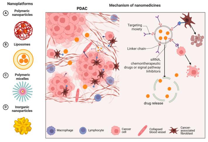https://cdn.ncbi.nlm.nih.gov/pmc/blobs/90a0/12030228/afc44af9c6b3/pharmaceutics-17-00449-g002.jpg