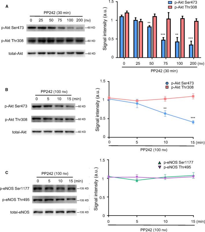 https://cdn.ncbi.nlm.nih.gov/pmc/blobs/90a1/8255840/a93e952fc862/FEB4-11-1953-g004.jpg