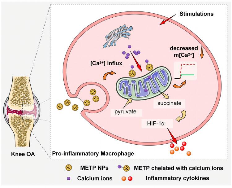 https://cdn.ncbi.nlm.nih.gov/pmc/blobs/90a3/10046163/a56500ec8004/IJN-18-1469-g0001.jpg