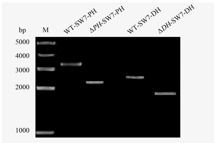 https://cdn.ncbi.nlm.nih.gov/pmc/blobs/90a3/6164183/0c88337f15d5/marinedrugs-16-00310-g006.jpg