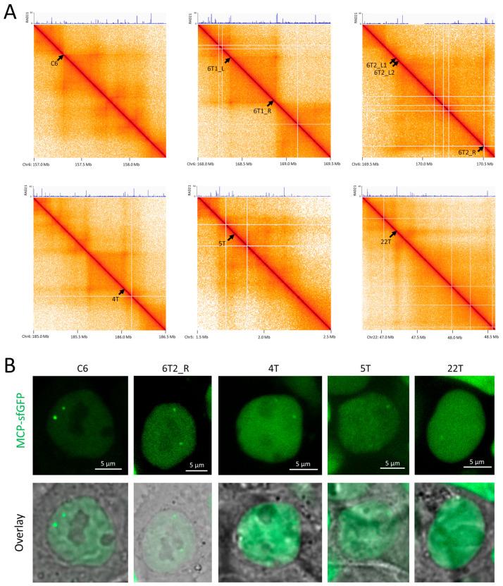 https://cdn.ncbi.nlm.nih.gov/pmc/blobs/90a5/11394217/111f9caf425c/cells-13-01440-g006.jpg