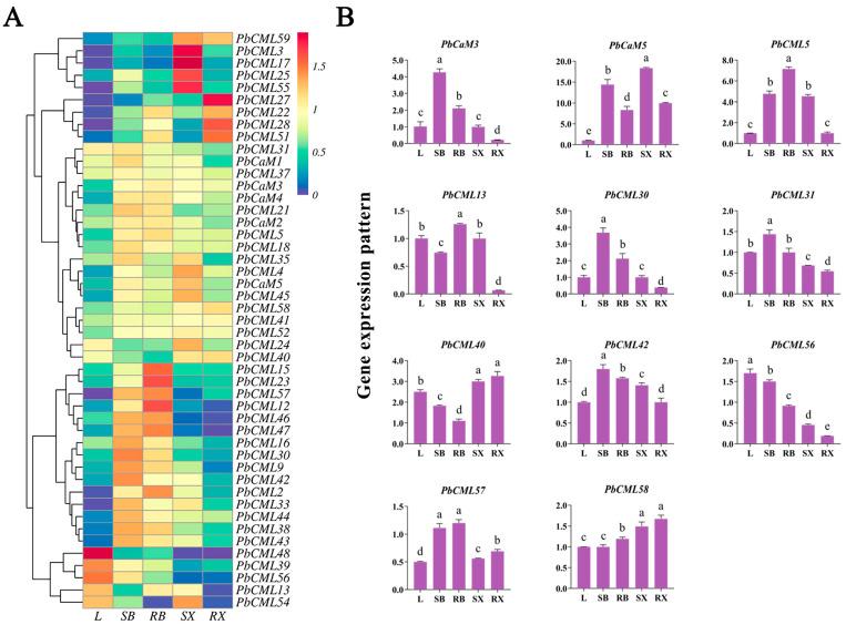 https://cdn.ncbi.nlm.nih.gov/pmc/blobs/90a6/10778748/6d4e8d0360ca/ijms-25-00545-g005.jpg