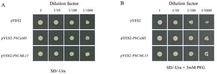https://cdn.ncbi.nlm.nih.gov/pmc/blobs/90a6/10778748/c106de290e62/ijms-25-00545-g009.jpg