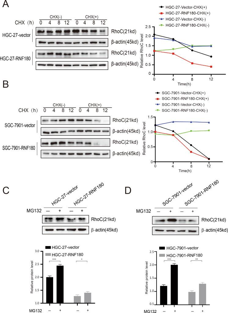 https://cdn.ncbi.nlm.nih.gov/pmc/blobs/90a7/7575565/149fa3c179c6/41419_2020_3096_Fig3_HTML.jpg