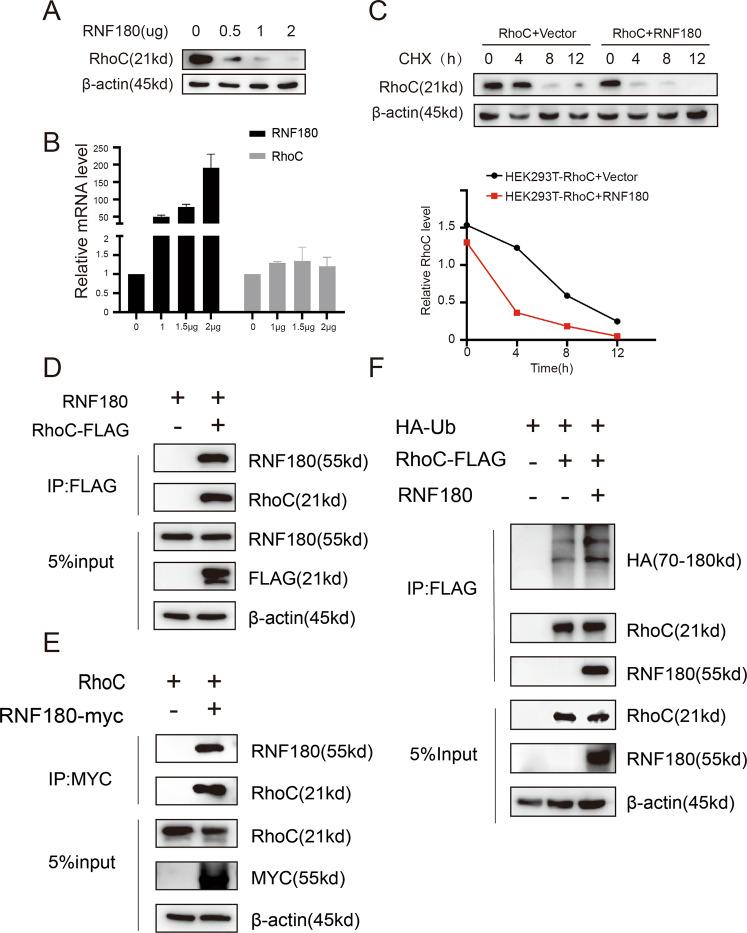 https://cdn.ncbi.nlm.nih.gov/pmc/blobs/90a7/7575565/aa0609e8a95d/41419_2020_3096_Fig2_HTML.jpg