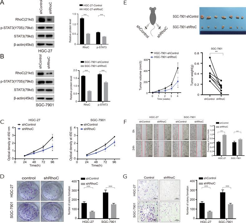 https://cdn.ncbi.nlm.nih.gov/pmc/blobs/90a7/7575565/d6968935f5d7/41419_2020_3096_Fig4_HTML.jpg