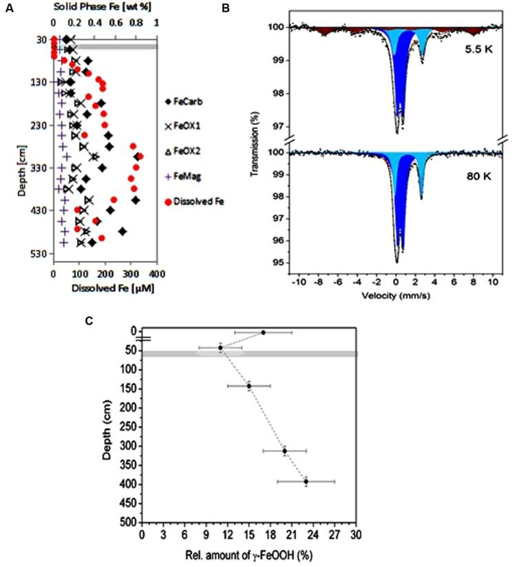 https://cdn.ncbi.nlm.nih.gov/pmc/blobs/90ac/4416451/8e048bc1165a/fmicb-06-00365-g003.jpg