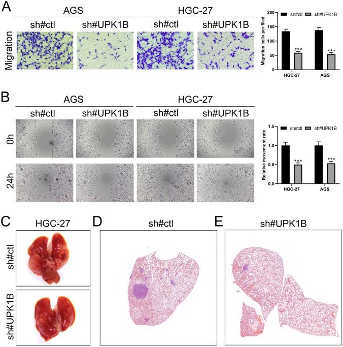 https://cdn.ncbi.nlm.nih.gov/pmc/blobs/90ae/11973043/94f6242b2613/12672_2025_2263_Fig6_HTML.jpg