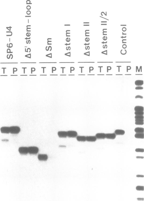 https://cdn.ncbi.nlm.nih.gov/pmc/blobs/90b1/332485/329219808e69/nar00205-0045-a.jpg