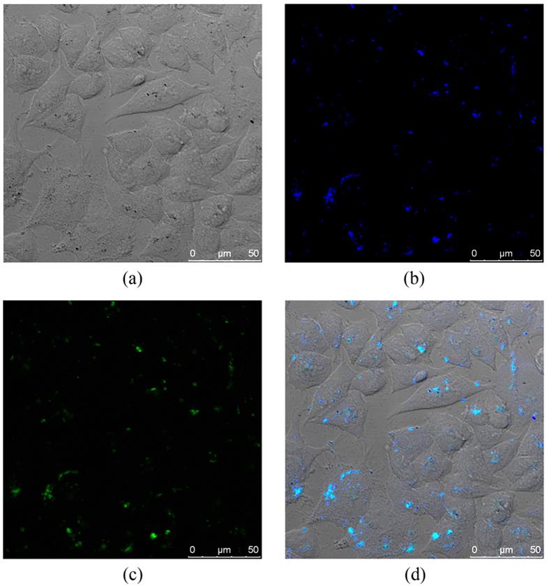 https://cdn.ncbi.nlm.nih.gov/pmc/blobs/90b1/4774269/a074a8286c43/srep22368-f3.jpg