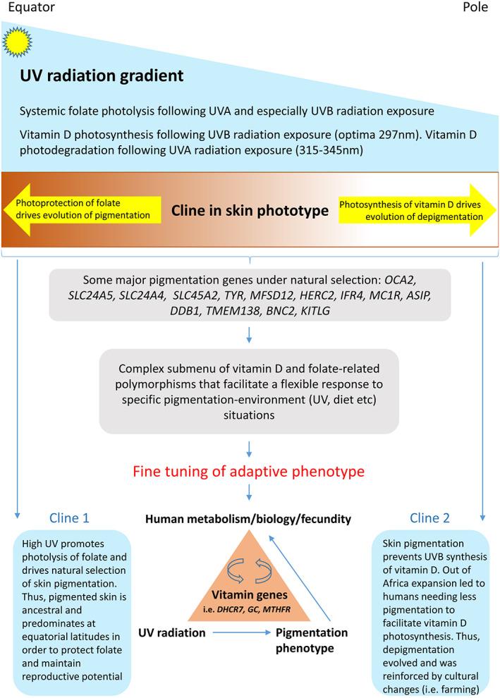 https://cdn.ncbi.nlm.nih.gov/pmc/blobs/90b3/10083917/508278ad7a2e/AJPA-180-252-g002.jpg
