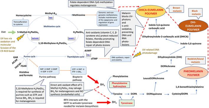 https://cdn.ncbi.nlm.nih.gov/pmc/blobs/90b3/10083917/7288aca82250/AJPA-180-252-g006.jpg